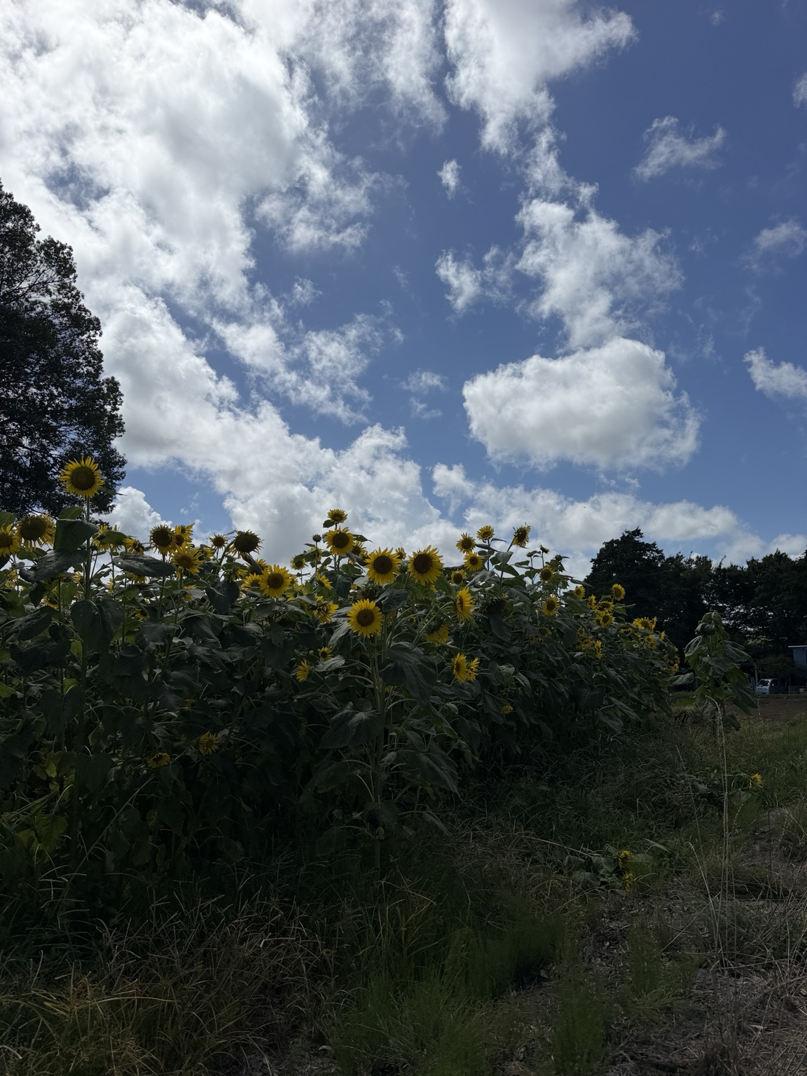 夏のひまわりと青空